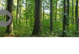 S f Advisory Services GMBH